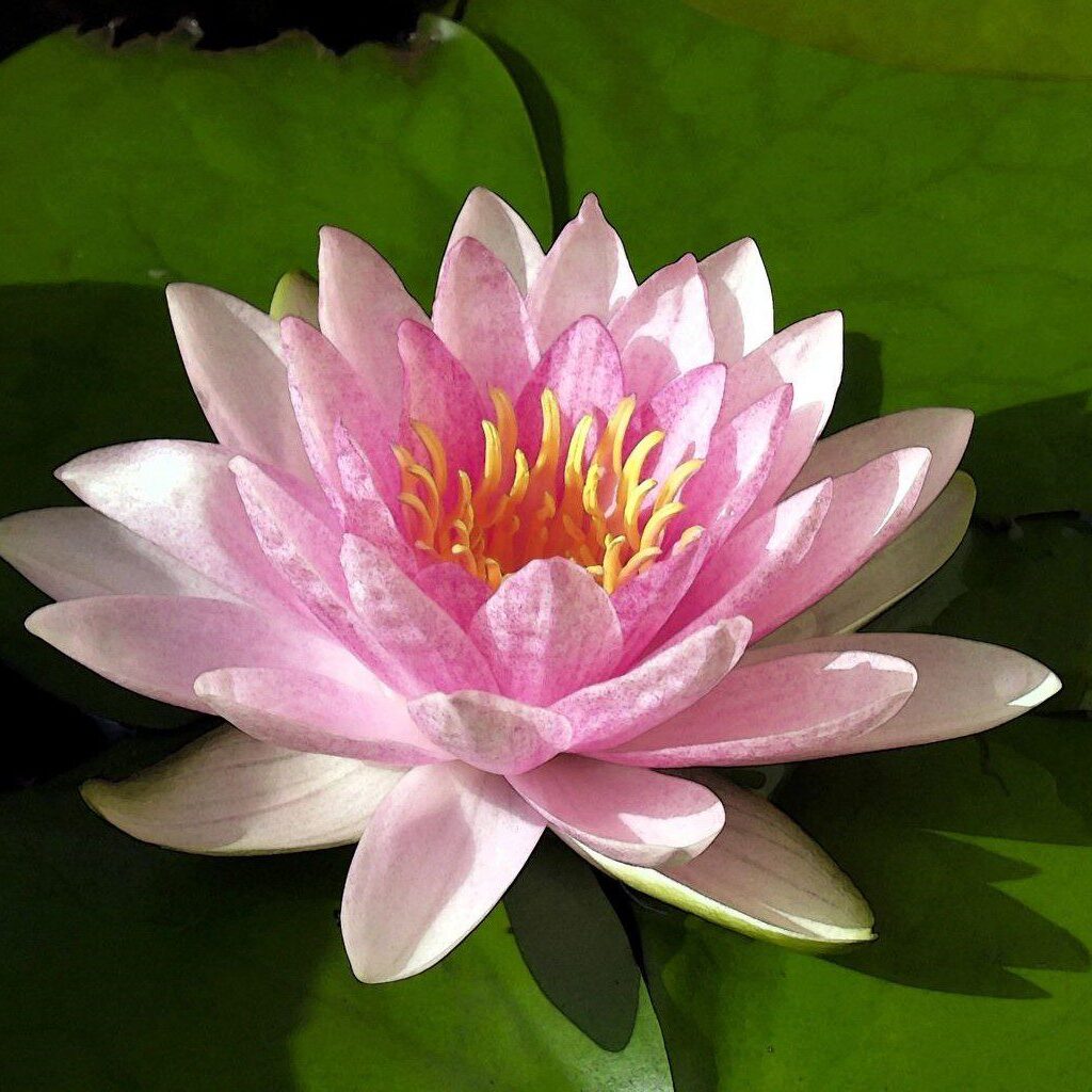 A pink water lily in the middle of green leaves.